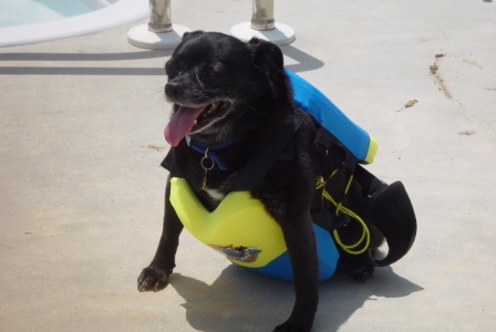 Marley in Kasen's swim vest